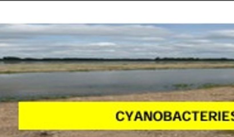 CYANOBACTERIES : SOYER VIGILANTS !
