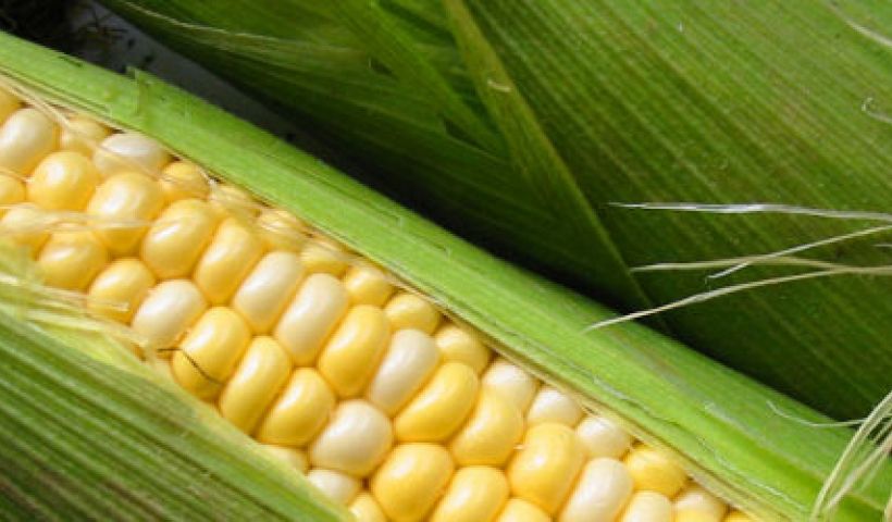 Campagne Harmonisation du maïs 2022-2023 